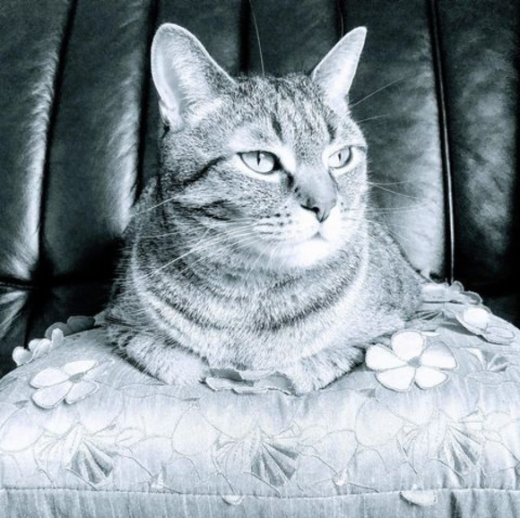 Meet your Posher, Paula - Picture 1 of 1